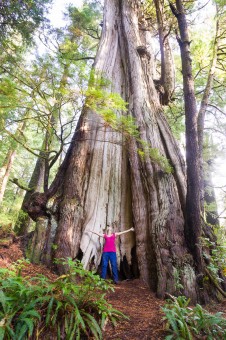 Canada's largest tree (also the largest redcedar in the world), the Cheewhat Giant! Located in Pacific Rim National Park Reserve near Carmanah on Vancouver Island. Height: 182 ft (55.5 m) Diameter: 19 ft (5.7 m) Volume: 450 m3