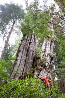 Canada's 3rd largest western redcedar growing at the north end of Cheewhat Lake. Height: 123 ft (37.5 m) Diameter: 19.5 ft (5.9 m). 
