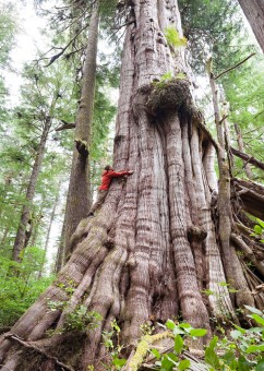 TJ doing his best to hug the country's 4th largest redcedar, located just before the Cheewhat Giant (Canada's largest tree) in the Pacific Rim National Park Reserve.