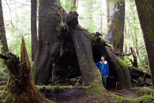 An incredible old-growth sitka Spruce tree that would have grown on a stump that's since rotted away.