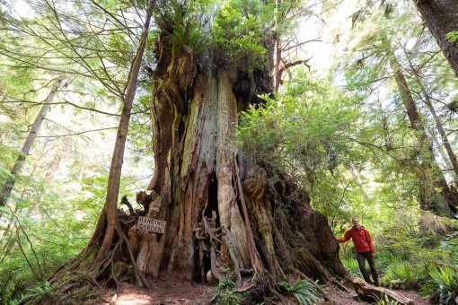 The Hanging Garden Tree. This ancient redcedar on Meares Island off the coast of Tofino, BC might appear at first glance to be dead but it is actually still living. Its age would be hard to guess but it could have easily celebrated its 1000th birthday in recent times. The tree lives up to its name with a whole host of plants and other trees growing from its trunk.