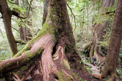 The Big Tree Trail on Meares Island is a big tree lover's heaven! Be sure to make the short trip via water taxi next time you're visiting Tofino.