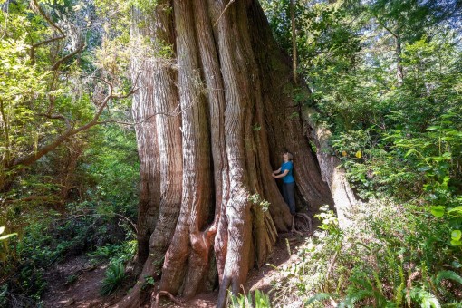 A MASSIVE western redcedar growing on Meares Island in Clayoquot Sound.