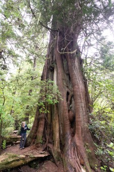 The backside of a cedar known as the 'Poster Tree' along the Meares Island Big Tree Trail.