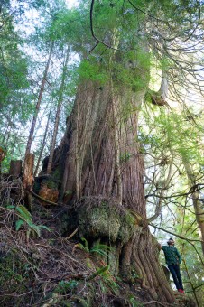 The unprotected 'Refugee Tree', the largest cedar in the Capital Regional District near Victoria, on Crown lands south of Sombrio Beach. Diameter:  13.7 ft  (4m) - would be much greater if on level ground!