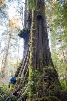 The 'Tolkien Giant' in the Walbran Valley comes in as the 9th widest western redcedar in BC. Height:  138 ft (42 m) Diameter: 15 ft (4.6 m) Circumference: 47 ft (14.4 m)