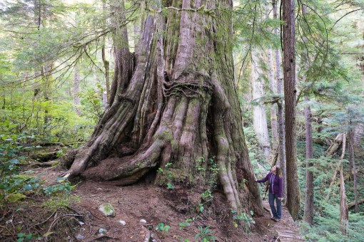 The Castle Giant is a monumental redcedar growing in the unprotected Walbran Valley on Vancouver Island. This tree is at the end of the Castle Grove Trail and was the location of canopy research project in the past. Diameter: 16 ft (4.87 m)