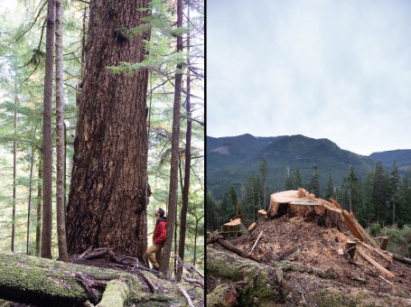 AFA Photographer & Campaigner TJ Watt beside the same Douglas-fir tree before it was cut down and the stump..