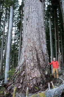 Another unprotected Douglas-fir measuring 10ft in diameter.