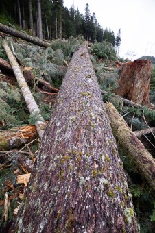 An extremely rare old-growth Douglas-fir tree (1% remain) measuring 6ft wide cut down.