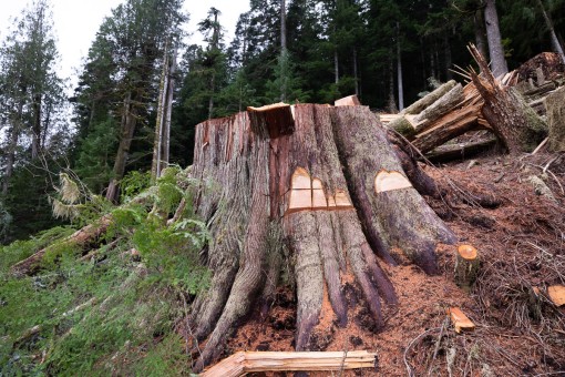 Old-growth cedar stump.