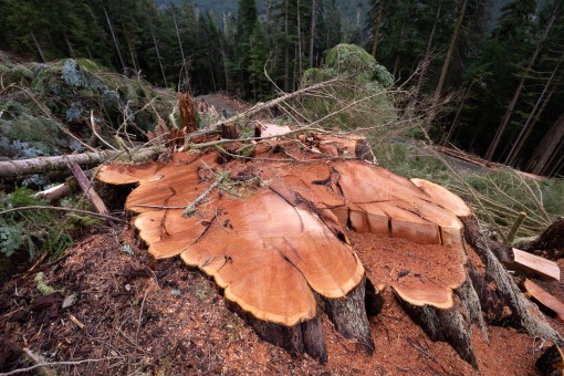 Old-growth cedar stump.