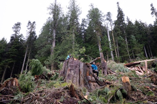 Ancient Forest Alliance's Rachel Ablack and Endangered Ecosystems Alliance's Ken Wu atop the stump of a 7ft wide redcedar tree just cut down on Edinburgh Mt.