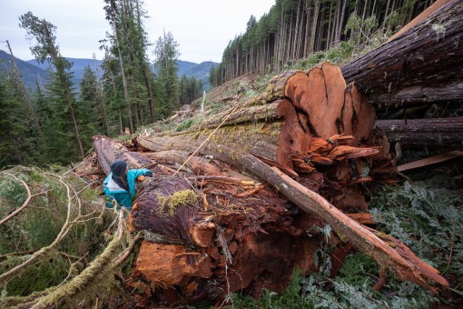 AFA's Rachel Ablack beside a massive fallen cedar.