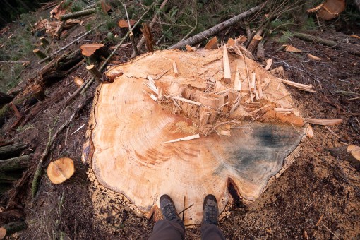 An extremely rare old-growth Douglas-fir tree (1% remain) measuring 6ft wide cut down.