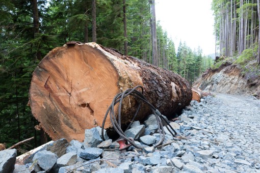 Old-growth Douglas-fir log