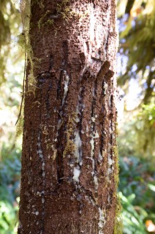 Claw marks on a small hemlock tree.