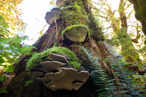 Giant bracken fungi