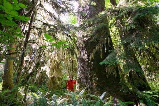 The largest spruce in the grove, which measures 10'1" in diameter!