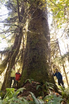 Andrea and TJ of Ancient Forest Alliance and Ken Wu of Endangered Ecosystems Alliance with the largest spruce in the grove.