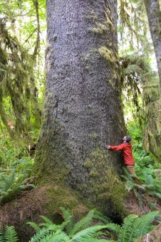 TJ with the largest spruce in the grove, which measures 10'1" in diameter!