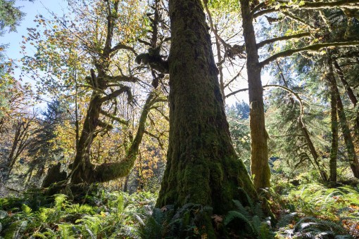 Incredible Sitka spruce & bigleaf maple forest