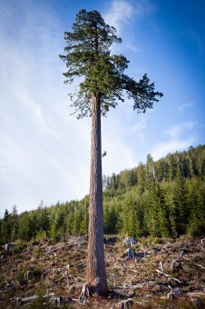 A tree climber scales Big Lonely Doug, Canada's second largest Douglas-fir tree. Doug stands alone in an old-growth clearcut in the Gordon River Valley near Port Renfrew, BC. Height: 216 ft (66 m) (broken top) Diameter: 12 ft (4 m)