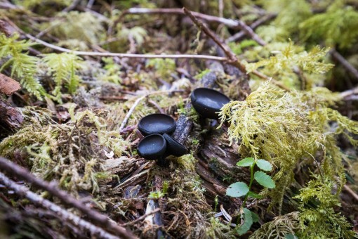 Black cup mushrooms.