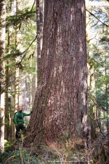 A giant Douglas-fir.