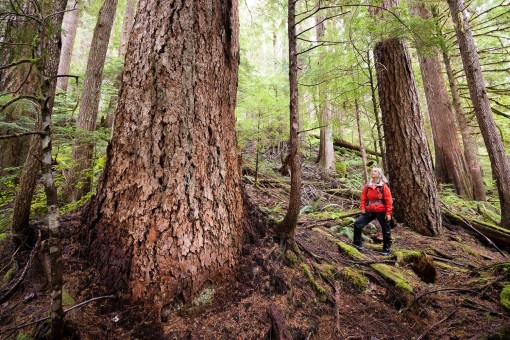 Port Alberni Watershed-Forest Alliance's Jane Morden amongst rare, old-growth Douglas-firs.