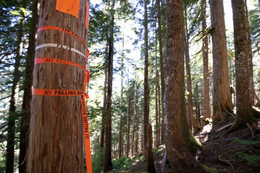 Flagging tape marked "falling boundary" indicating Teal-Jones' plans to log in this area.