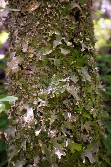 Lobaria lichens