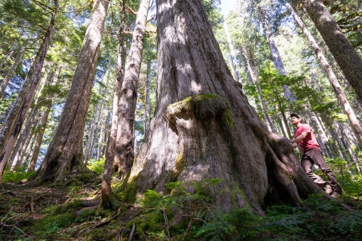BC's 9th-widest known yellow cedar in the at-risk headwaters of the Fairy Creek Valley near Port Renfrew.
