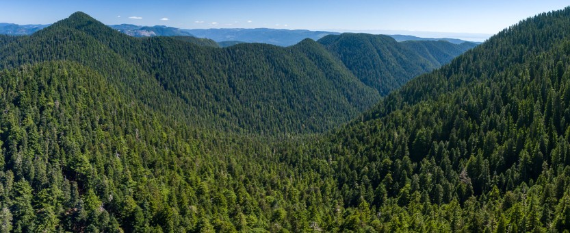 Sweeping views of the unprotected and at-risk old-growth headwaters of the Fairy Creek Valley near Port Renfrew. This valley is the last unlogged, intact valley outside of a park on southern Vancouver Island.