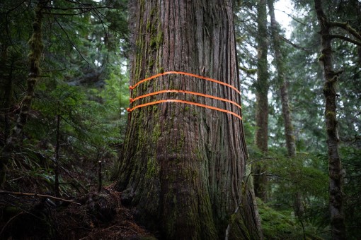 Logging companies wrap nylon bands around the old-growth cedars in an attempt to keep them from splitting when they hit the ground.