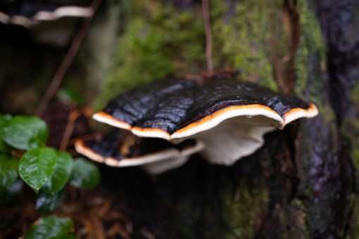 Red belted polypore