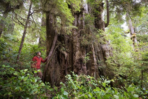 The 12 foot wide giant cedar.