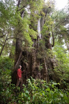 A monumental redcedar measuring 12 feet (3.6m) in diameter at-risk of logging in the forests of Vernon Bay.