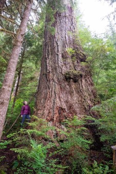 The Alberni Giant, identified in 2019 by AFA, is among the last of an elite class of giant Douglas-firs that once dominated the south coast before 150 years of industrial logging almost completely wiped them out. For dedicated tree hunters, locating one of these rare giants is like winning the big-tree lottery.  Location: Nahmint Valley, Hupačasath territory. Height, 202 ft (61.8 m), diameter 12 ft (3.64 m).