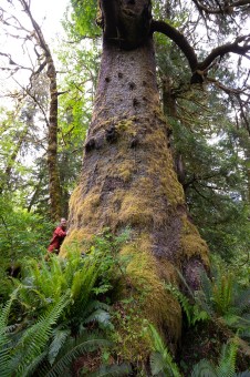 The Klanawa Colossus, identified in 2020, is a monstrous Sitka spruce that grows deep in the lush rainforest of the Klanawa Valley. Location: Klanawa River, Huu-ay-aht territory. Height unknown, diameter 11.9 ft (3.62 m). 