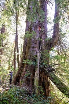 “Oh My Darling!”, identified in 2020, is an ancient redcedar that grows on the slopes of a small tributary of the Darling River. The forests nearby were just recently logged. Location: Darling River, Huu-ay-aht territory. Height unknown, diameter 13.7 ft (4.21 m).