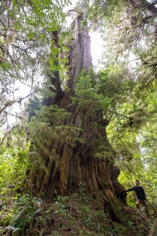 The Lyall Giant is a giant redcedar that grows in the dense coastal rainforest of Barkley Sound. First identified in 2021, it’s a magnificent reminder that there are still new giants waiting to be found. Location: Barkley Sound, Toquaht/Tseshaht territory. Height unknown, diameter 15.6 ft (4.76 m).