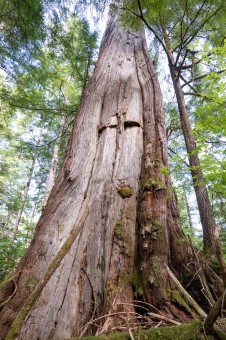 A Culturally Modified Tree along the Nootka Trail.