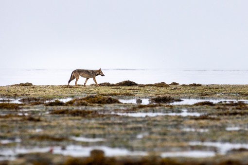 A wolf looks for breakfast along the shoreline.