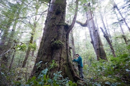 Exploring an at-risk ancient forest filled with giant cedars.