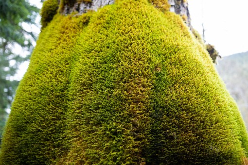 Moss growing around a tree trunk.