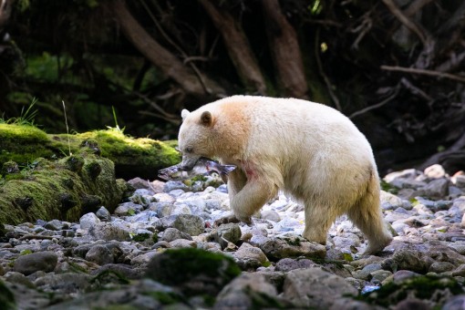 Spirit bear in the Great Bear Rainforest..