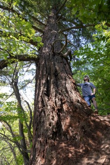 Kanaka Bar Lands Manager, Sean O'Rourke, beside the largest known interior Douglas-fir tree, which he identified.