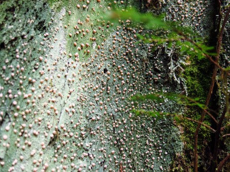 Fairy Puke lichen. Photo by TJ Watt.