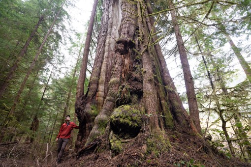 The Big Bear Cedar. This giant cedar on the west coast of Vancouver Island has a bear den on its side. Diameter: 14'5" (4.38 m)